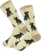 German Shorthaired Pointer  - Socks